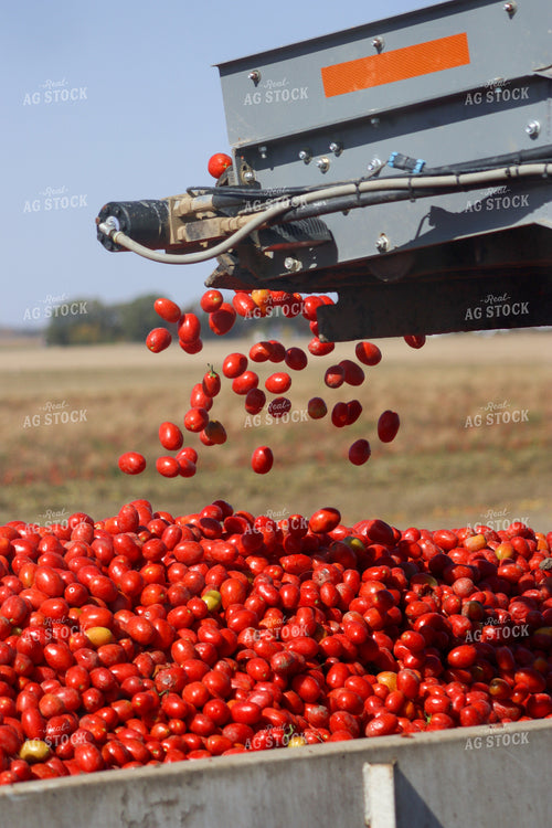 Tomato Harvest 109048