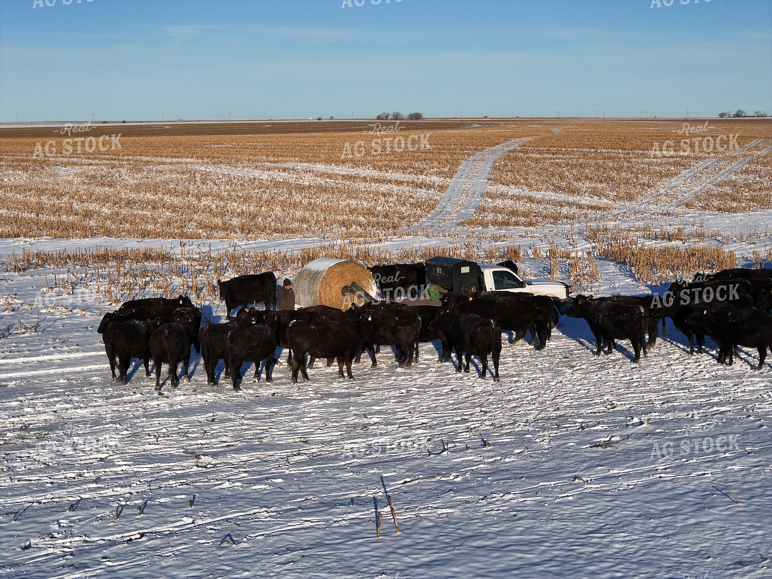 Feeding Cattle with Bale Bed Truck 239459