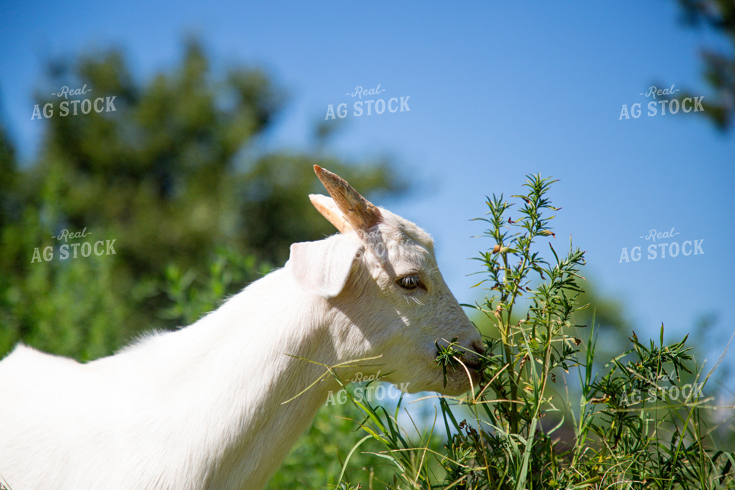 Goat 208072