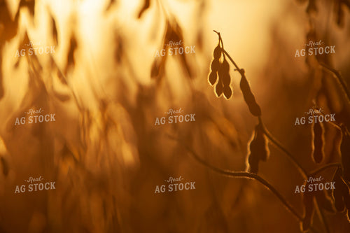 Soybeans - Dry 1613
