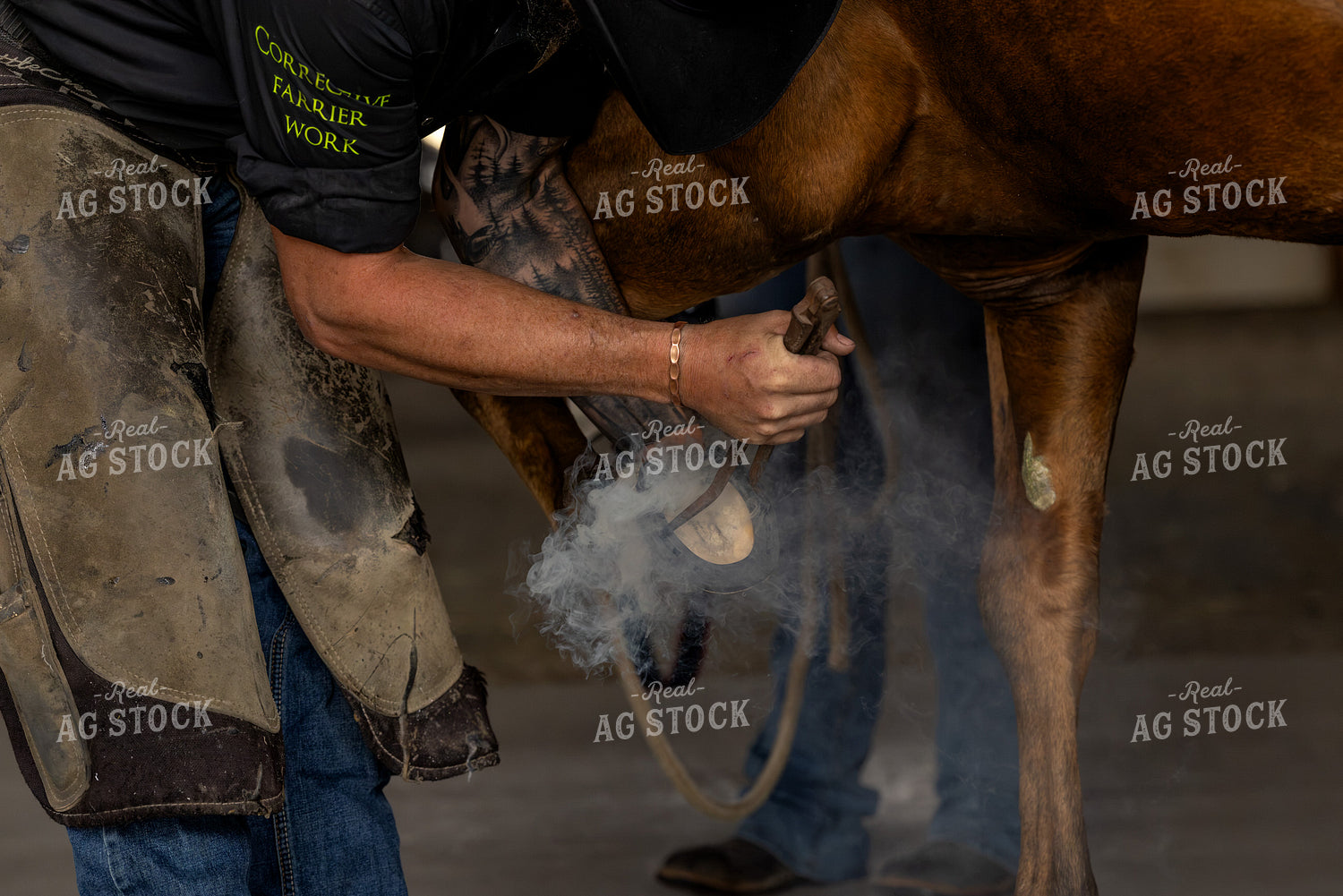 Farrier Hot Shoeing 188177