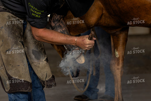 Farrier Hot Shoeing 188177