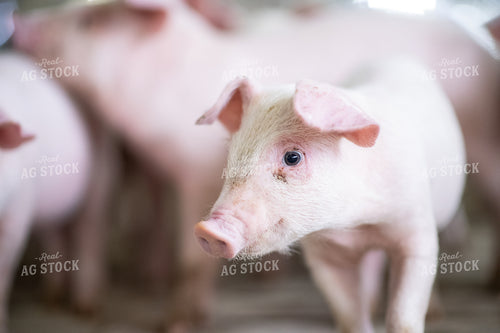 Piglets 168017