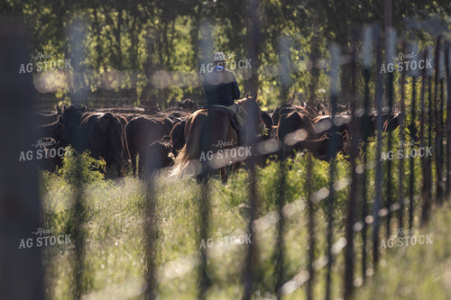 Rancher Herding Cattle on Horseback 175006