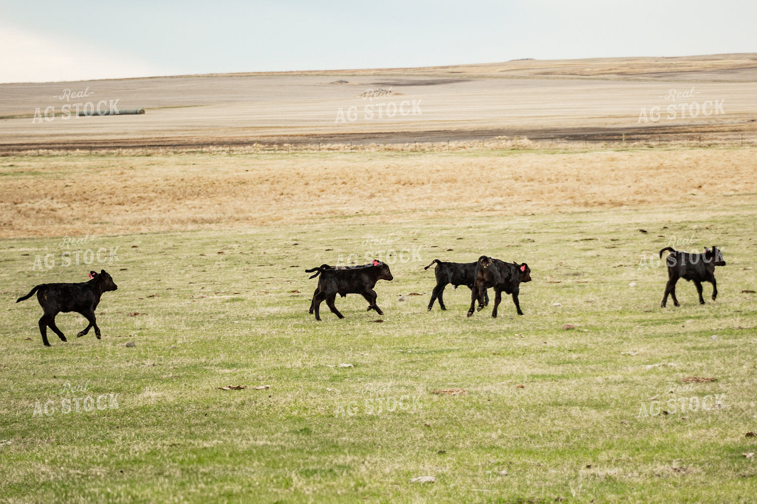 Calves Running in Pasture 155693