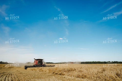 Wheat Harvest 115210