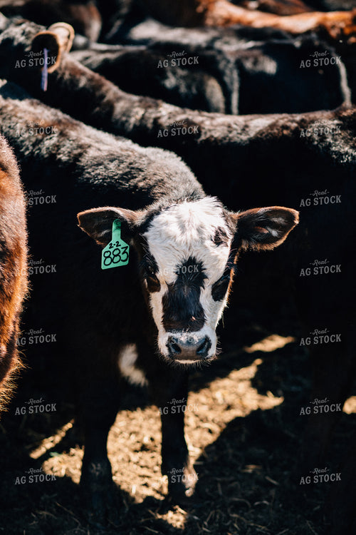 Black Baldy Calf 53006