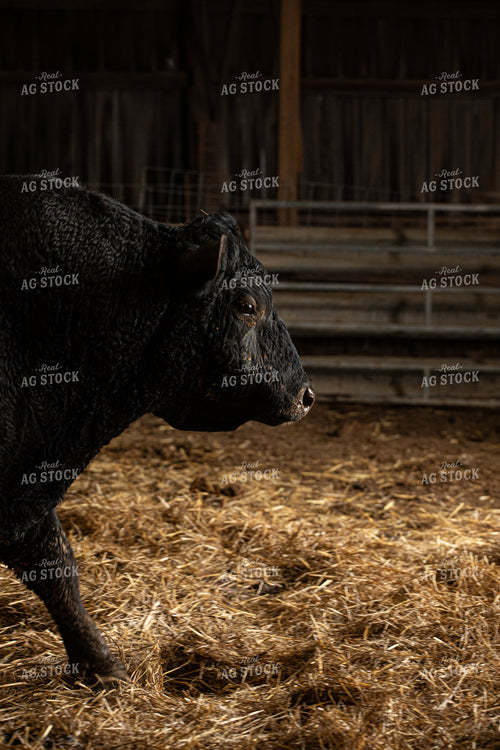 Bull 189011