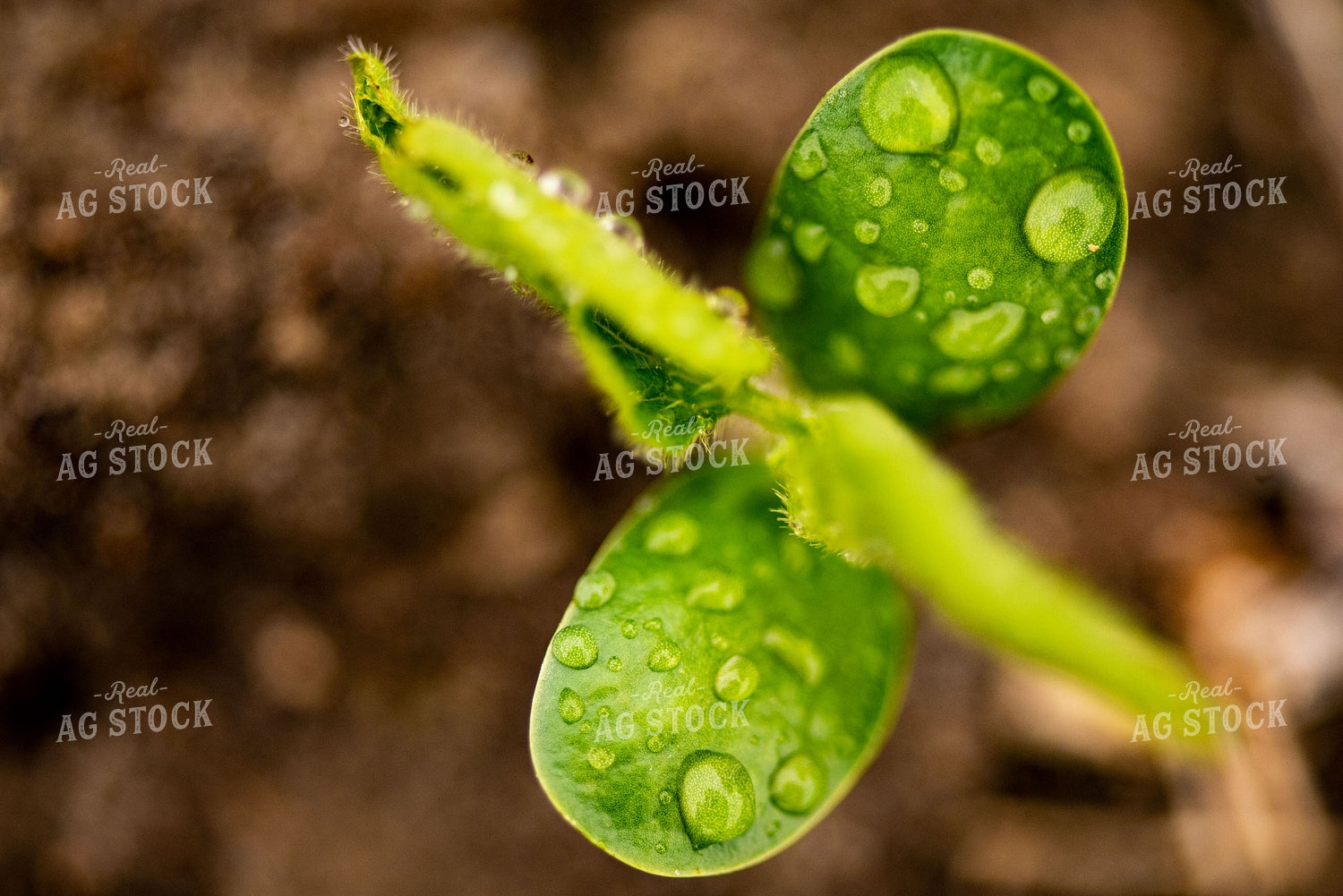 Water Droplets on Young Soybean Plant Leaves 136052