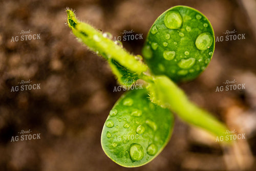 Water Droplets on Young Soybean Plant Leaves 136052