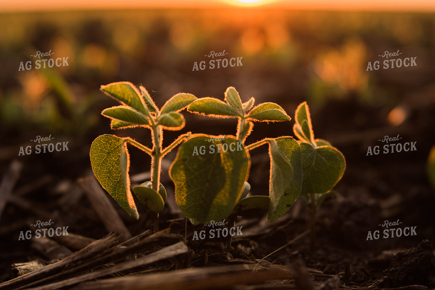 Up Close Soybean Plant 7256