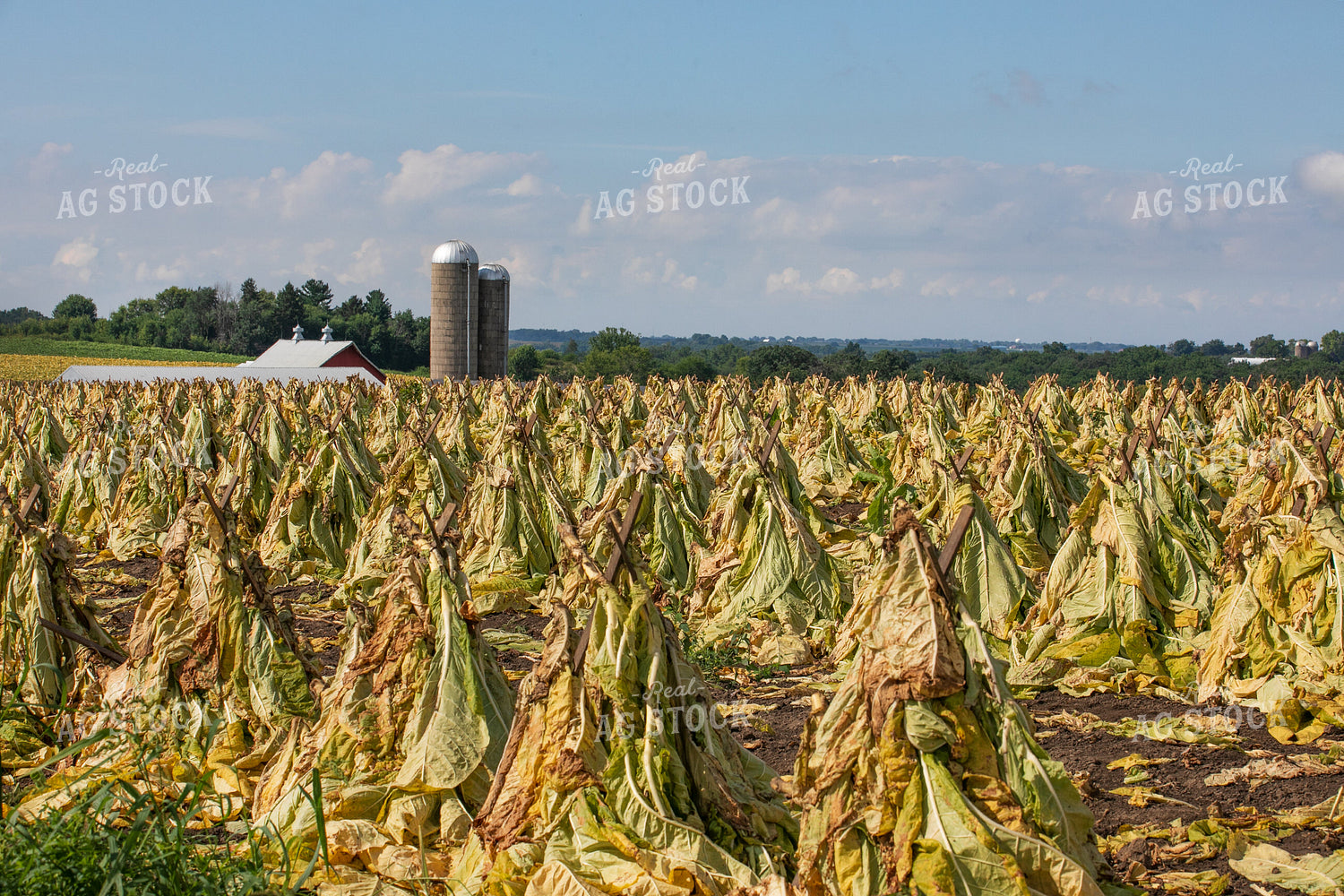 Tobacco Field 145077