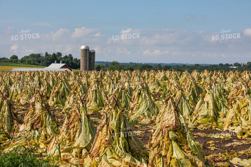 Tobacco Field 145077