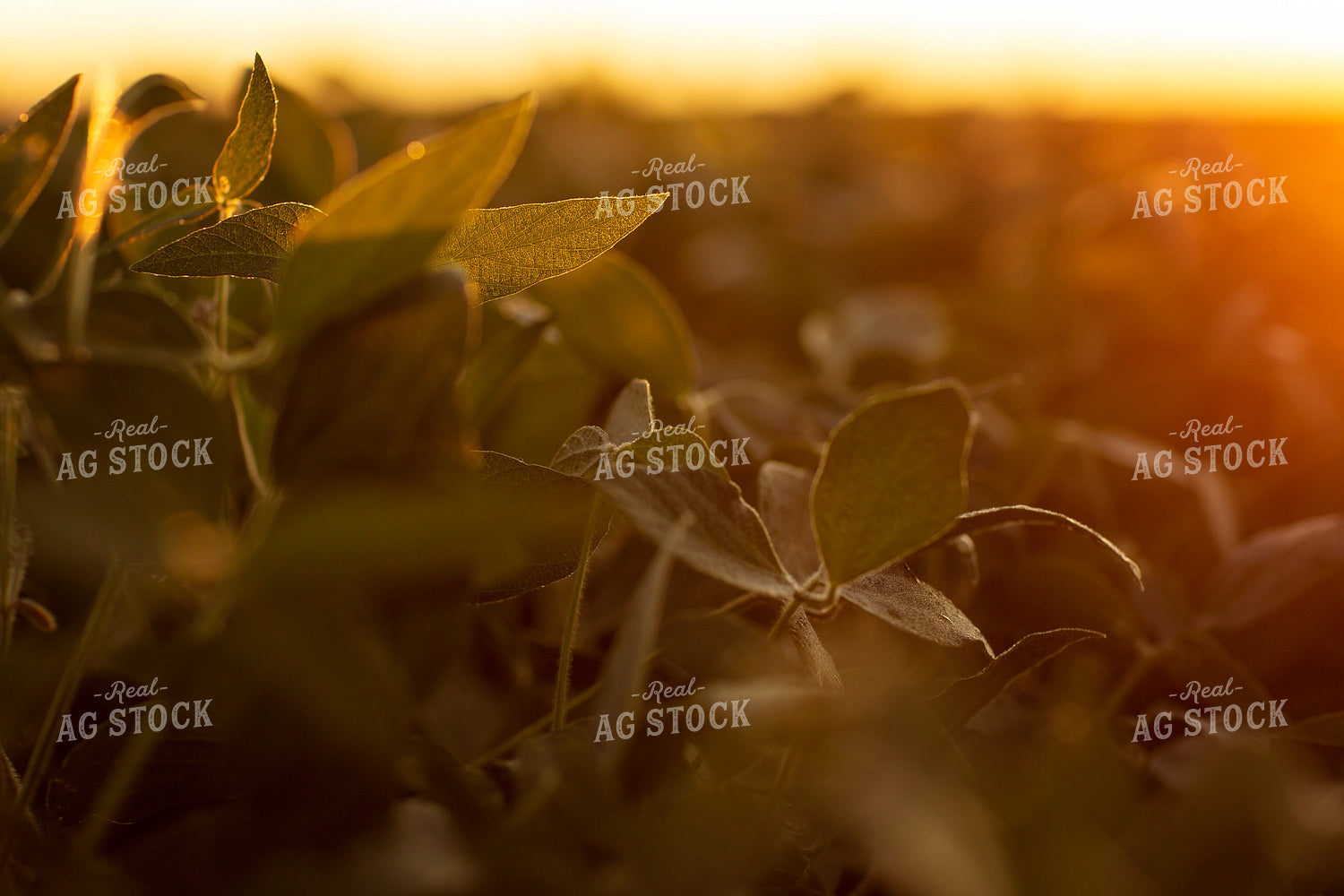 Soybeans - Mid-Season 4905
