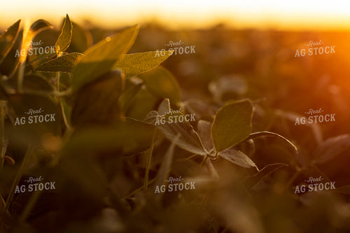 Soybeans - Mid-Season 4905