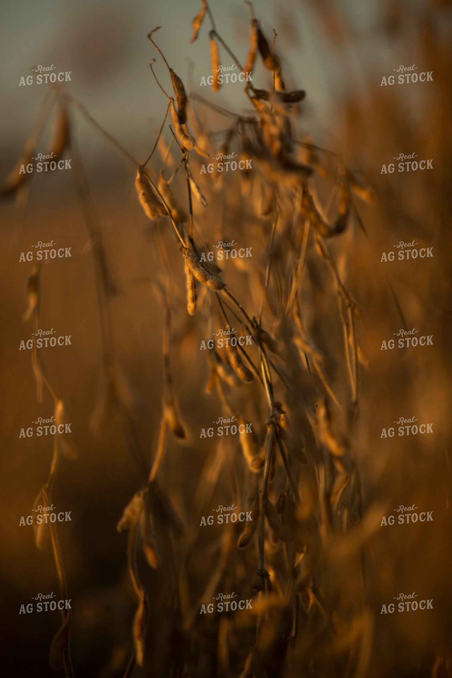 Soybeans - Dry 1553