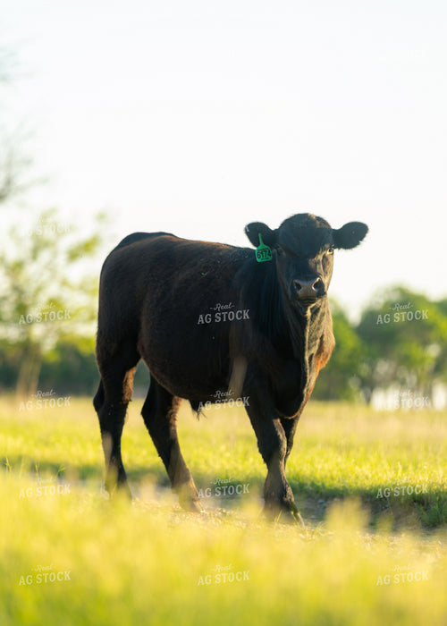 Cattle on Pasture 264038