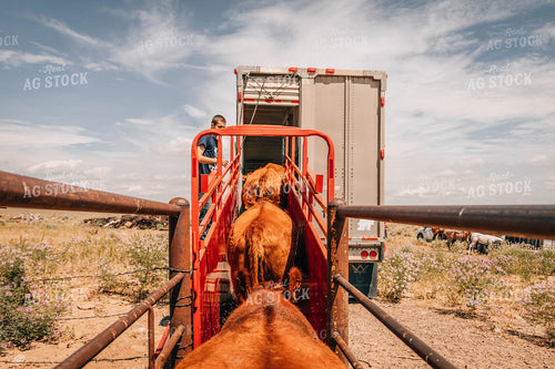 Angus Cattle in Chute with Farmer 97033