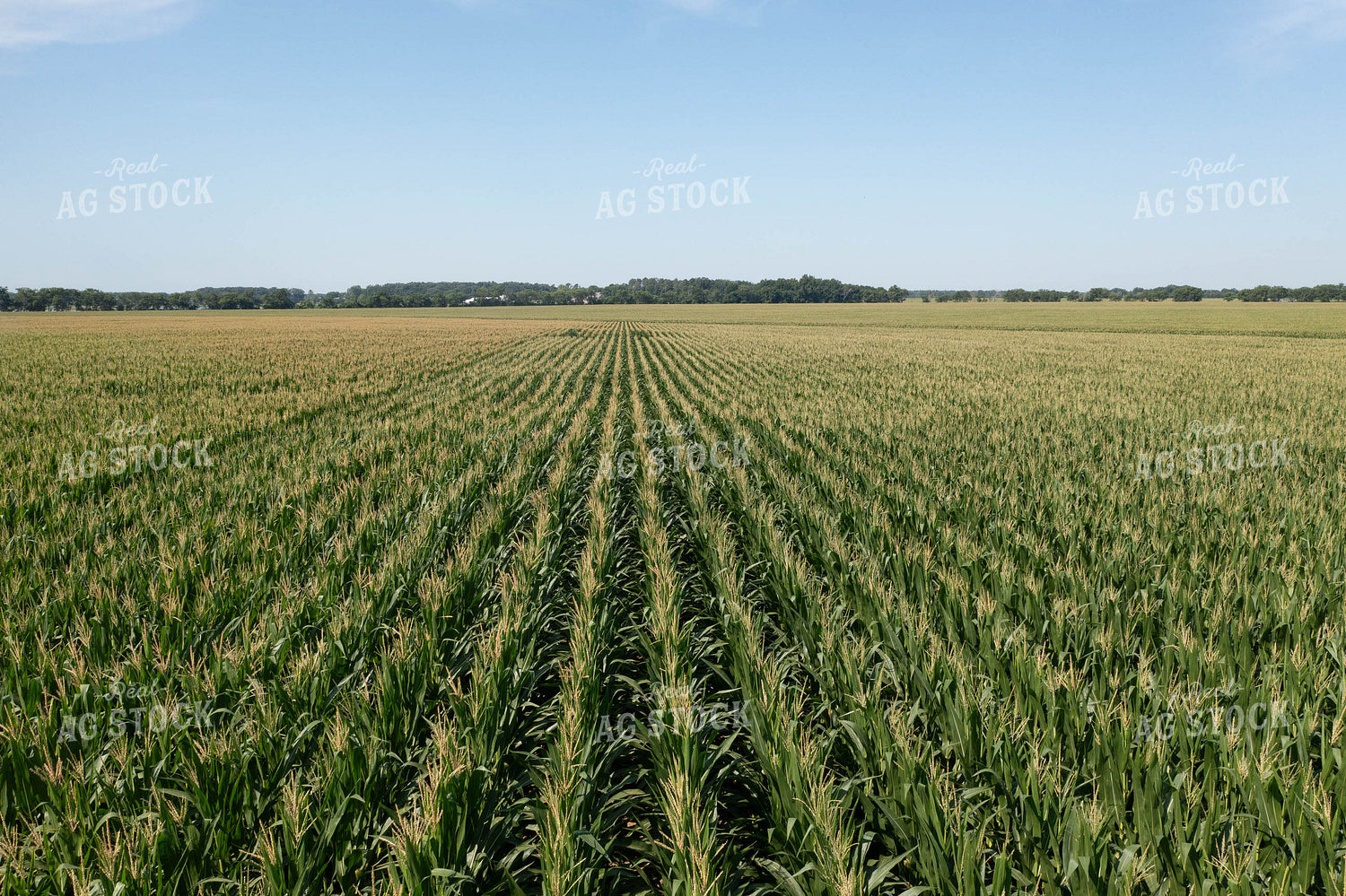 Corn Field 79689