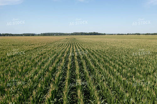Corn Field 79689