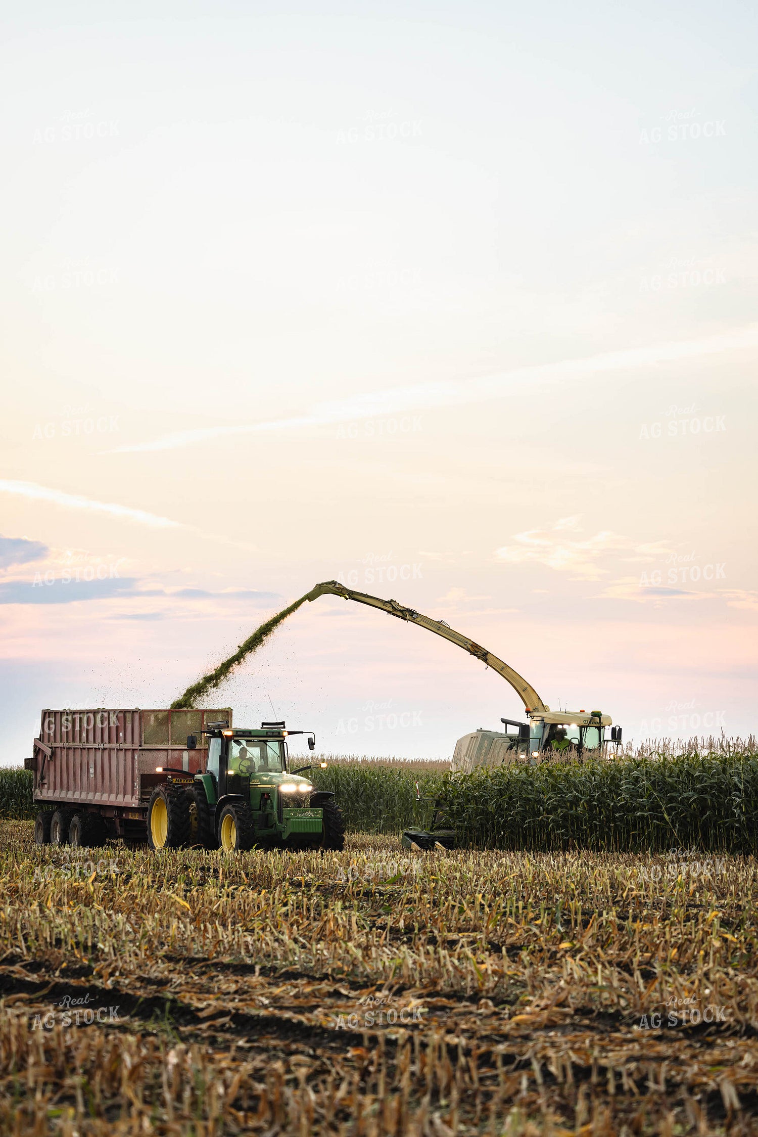 Chopping Corn Silage 152980