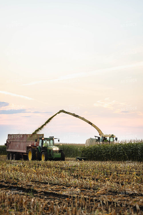Chopping Corn Silage 152980