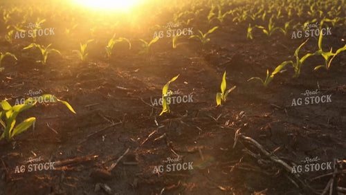 Corn Field Sunset Sunflare 2962