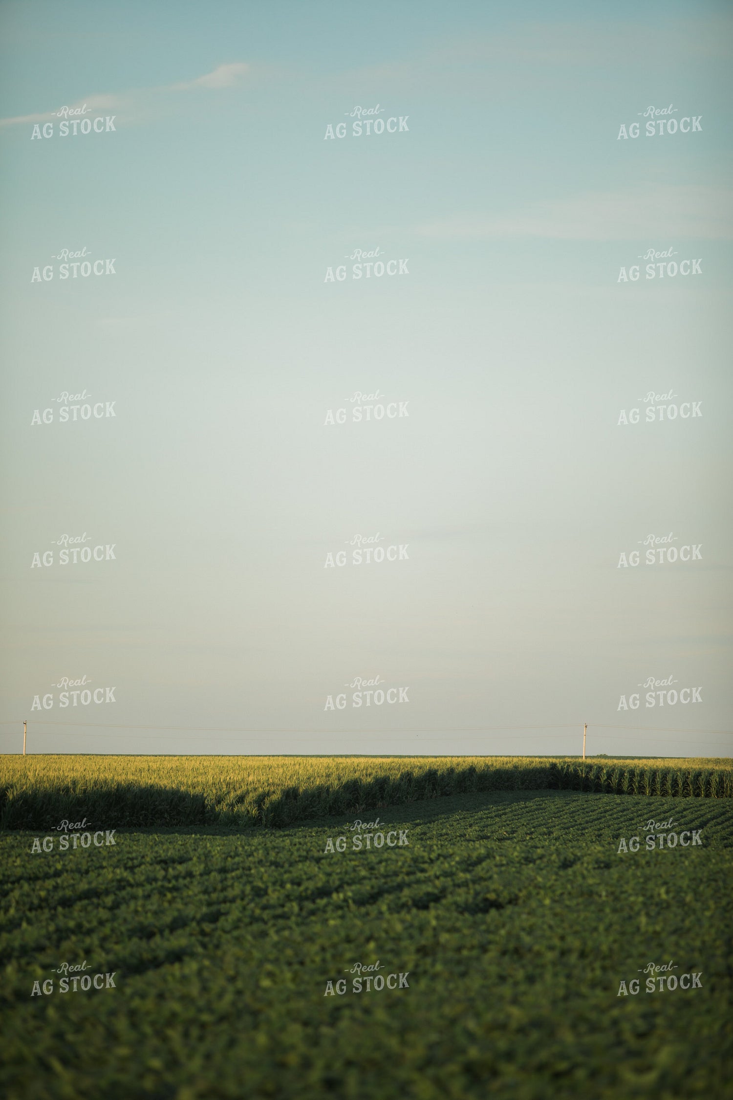 Green Corn and Soybean Field Border 6064