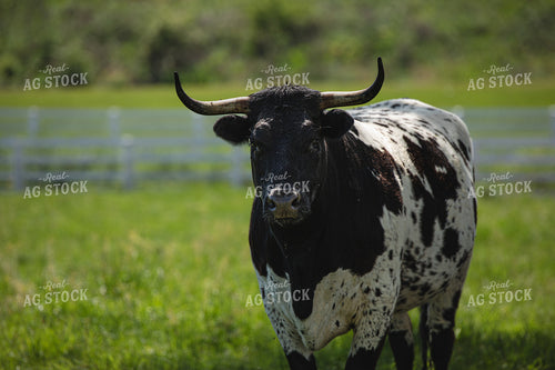 Shorthorn Cow 189054