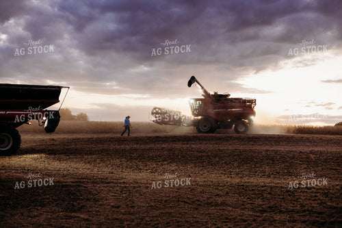 Soybean Harvest 281113