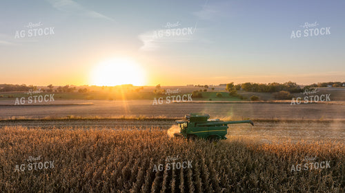 Corn Harvest 274006