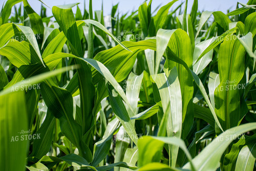 Green Corn Field 50150