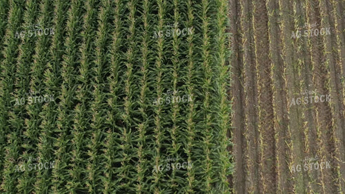 Chopping Corn Silage Drone 56320