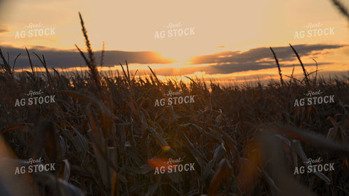 Sunset Over Dry Corn Field 25080