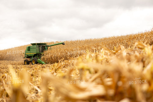 Corn Harvest 194086