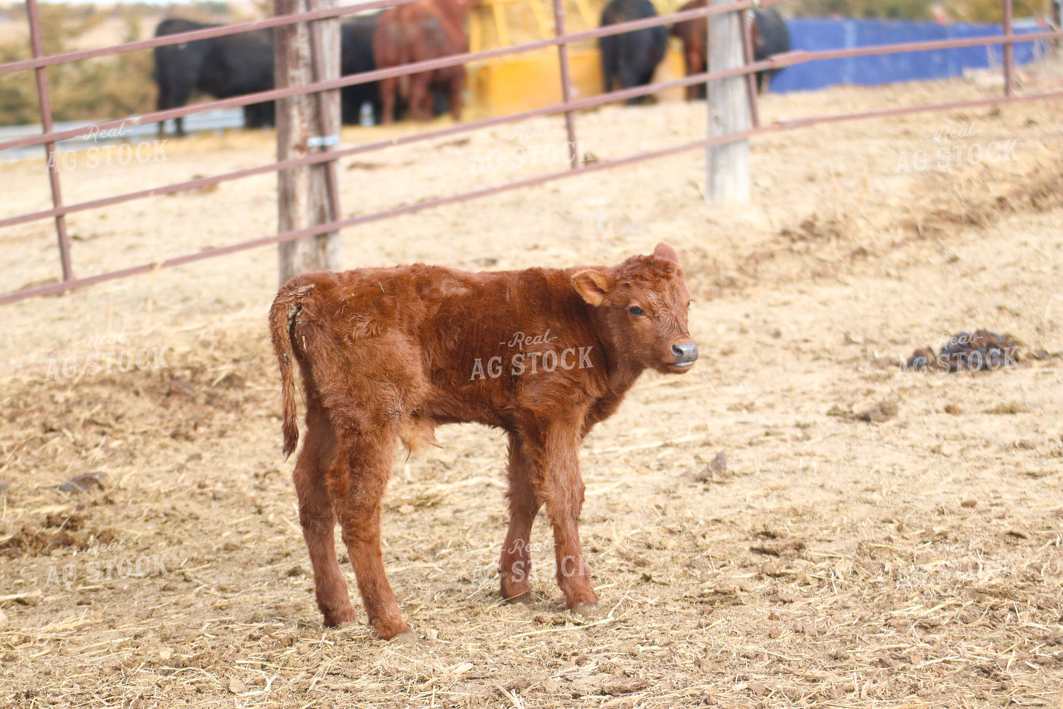Angus Calf 82193