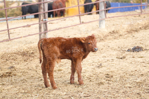 Angus Calf 82193