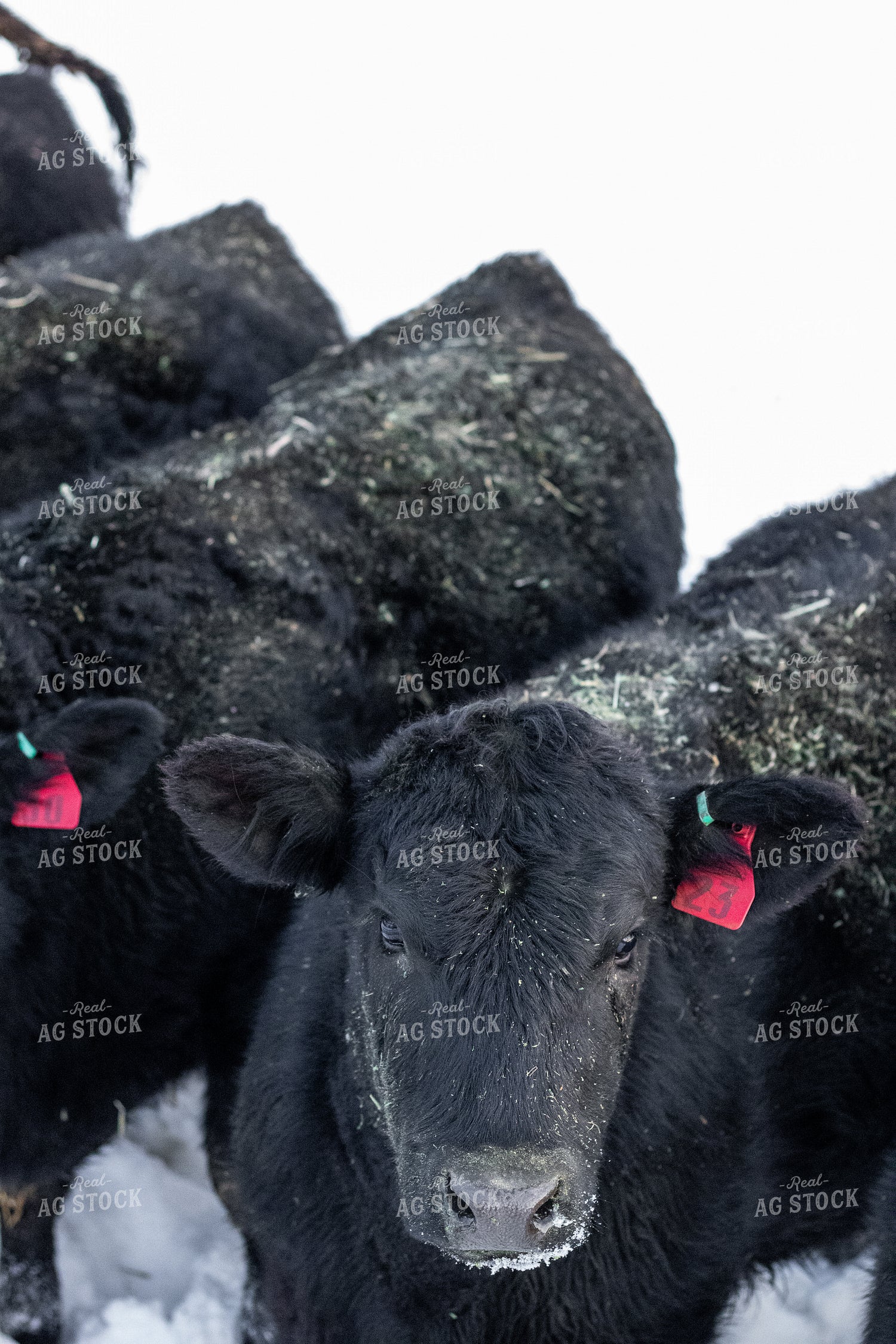 Angus Cattle in Snow 67186