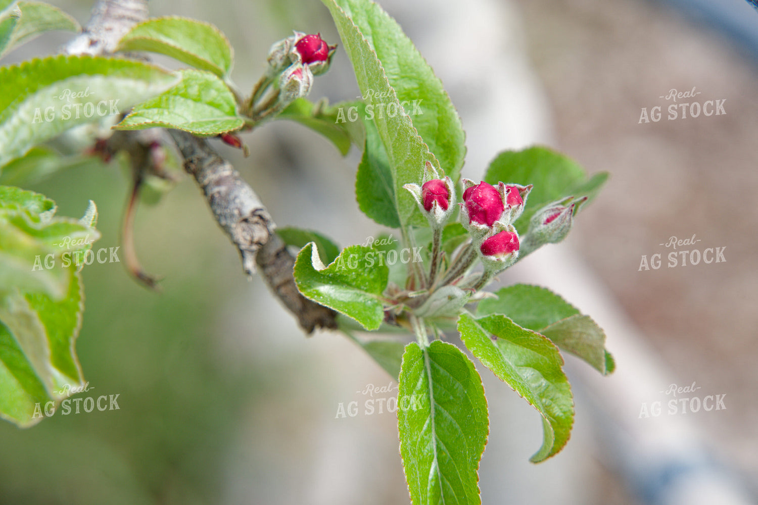 Buds on Apple Tree 146091