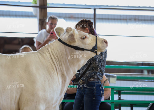 Showing Cattle 160236