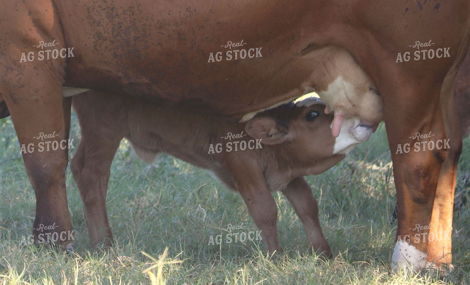 Simbrah Cattle in Pasture 102015