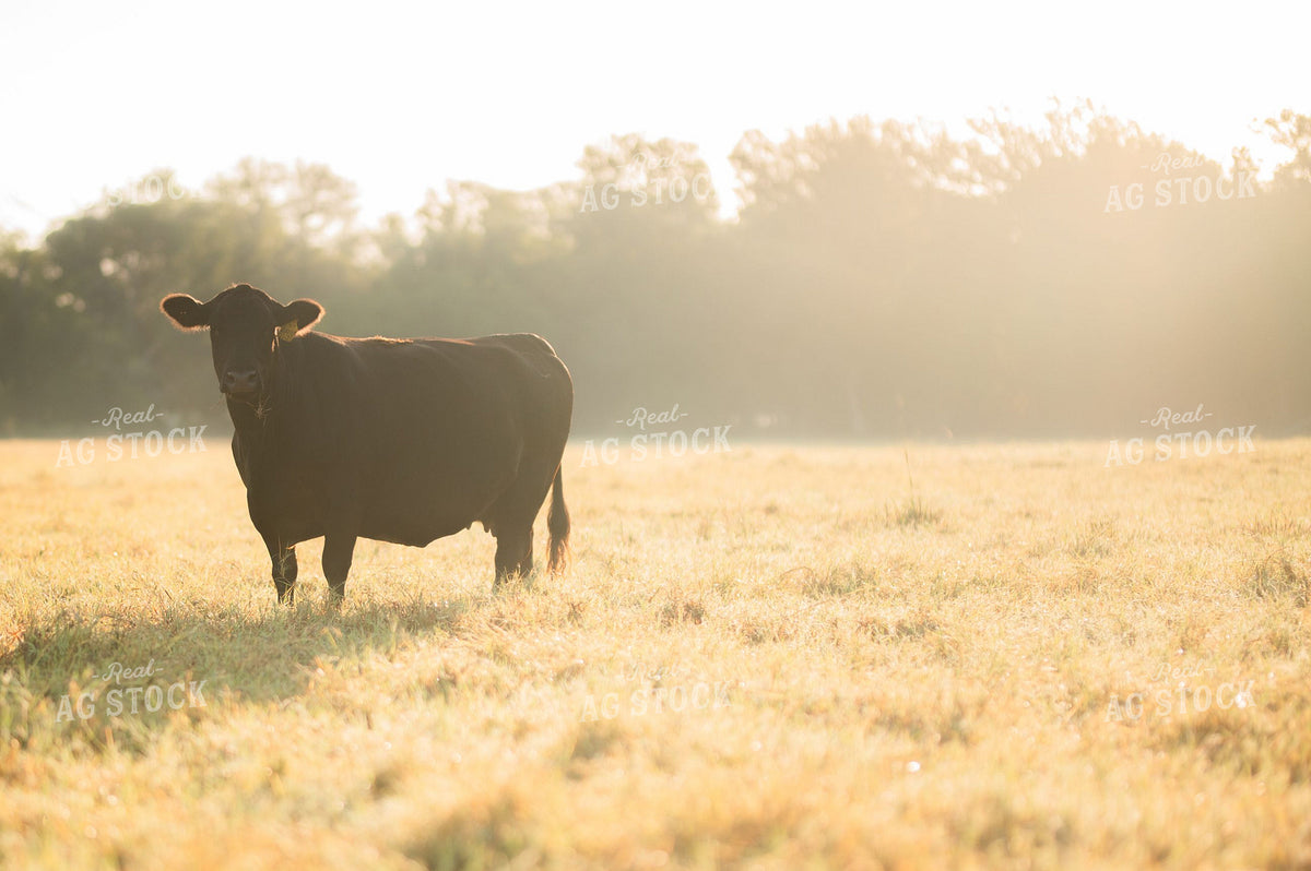 Black Angus Cow Standing in Morning Foggy Pasture 402013