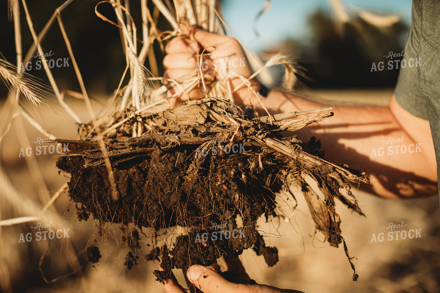 Farmer Agronomist Holding Soil in Soybean and Rye Cover Crop Field 5853