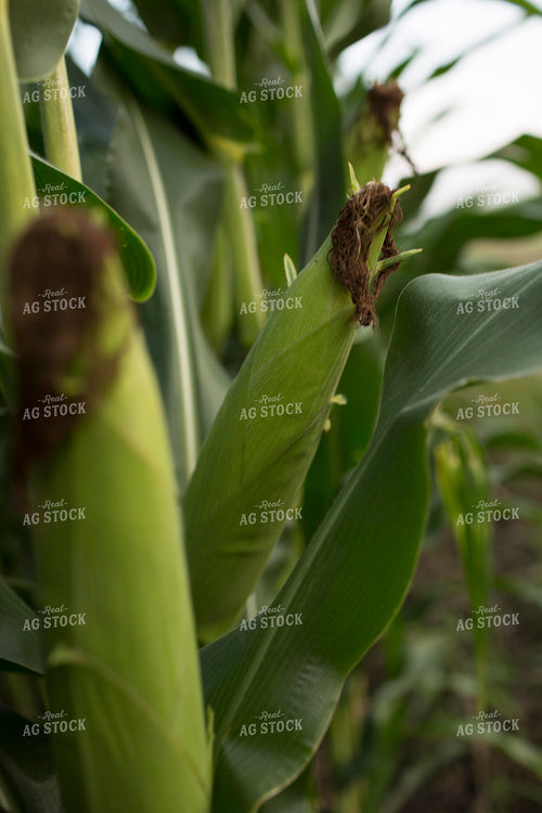 Corn - Mid-Season 1303