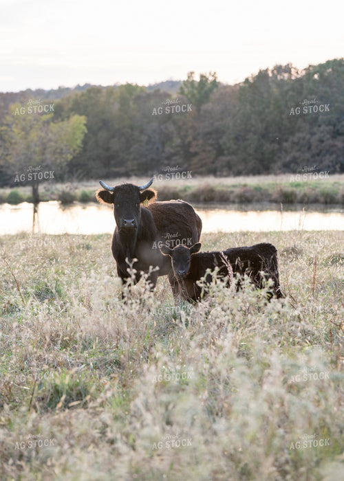 Crossbred Cattle 193048