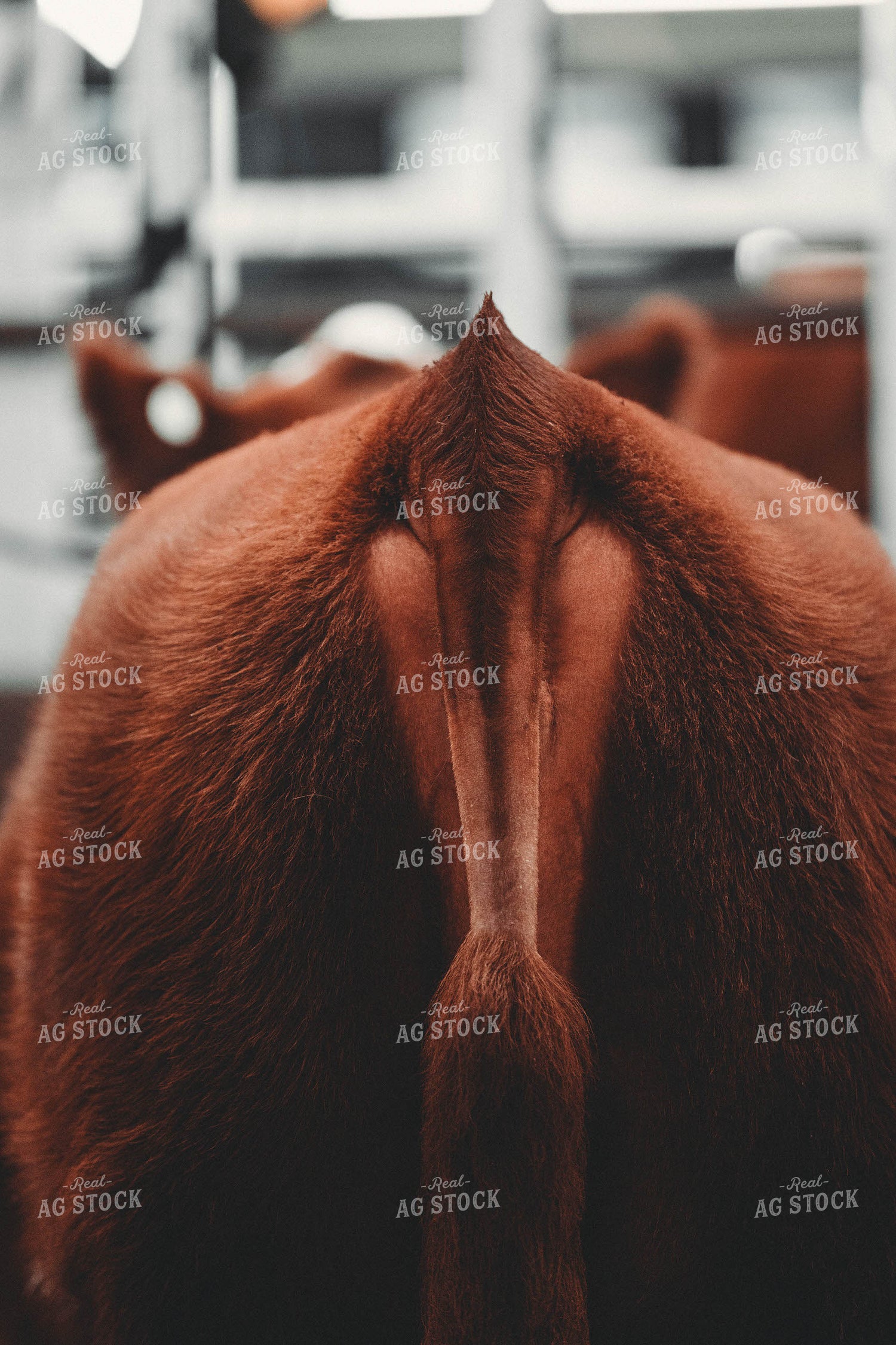 Brushing Show Cattle 266003