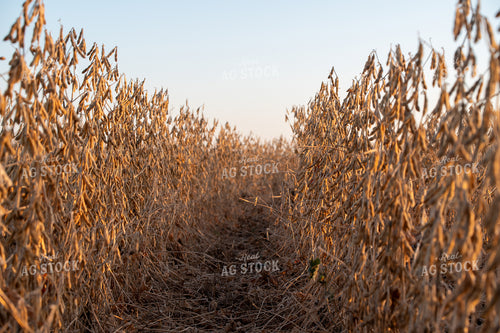 Dried Soybeans 236023