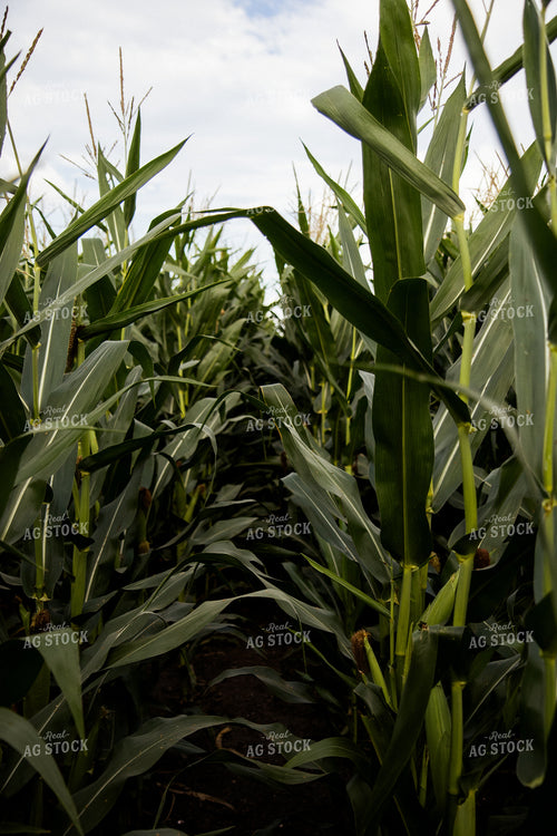 Corn Field 67458