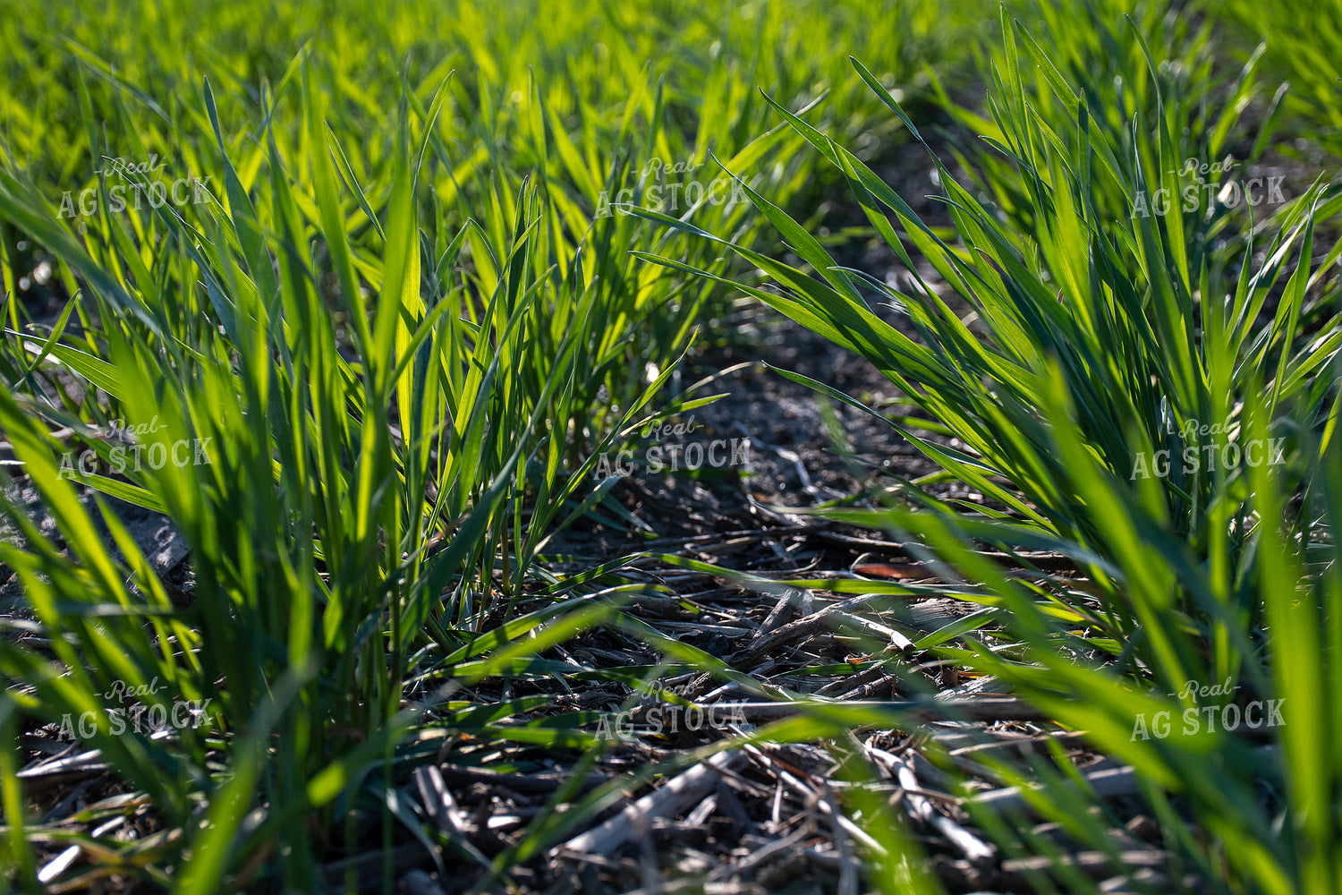 Green Wheat Field 50111