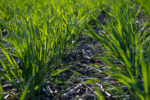 Green Wheat Field 50111